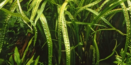 Preview: Cryptocoryne crispatula 1-2-Grow! Preview: Cryptocoryne crispatula 1-2-Grow!